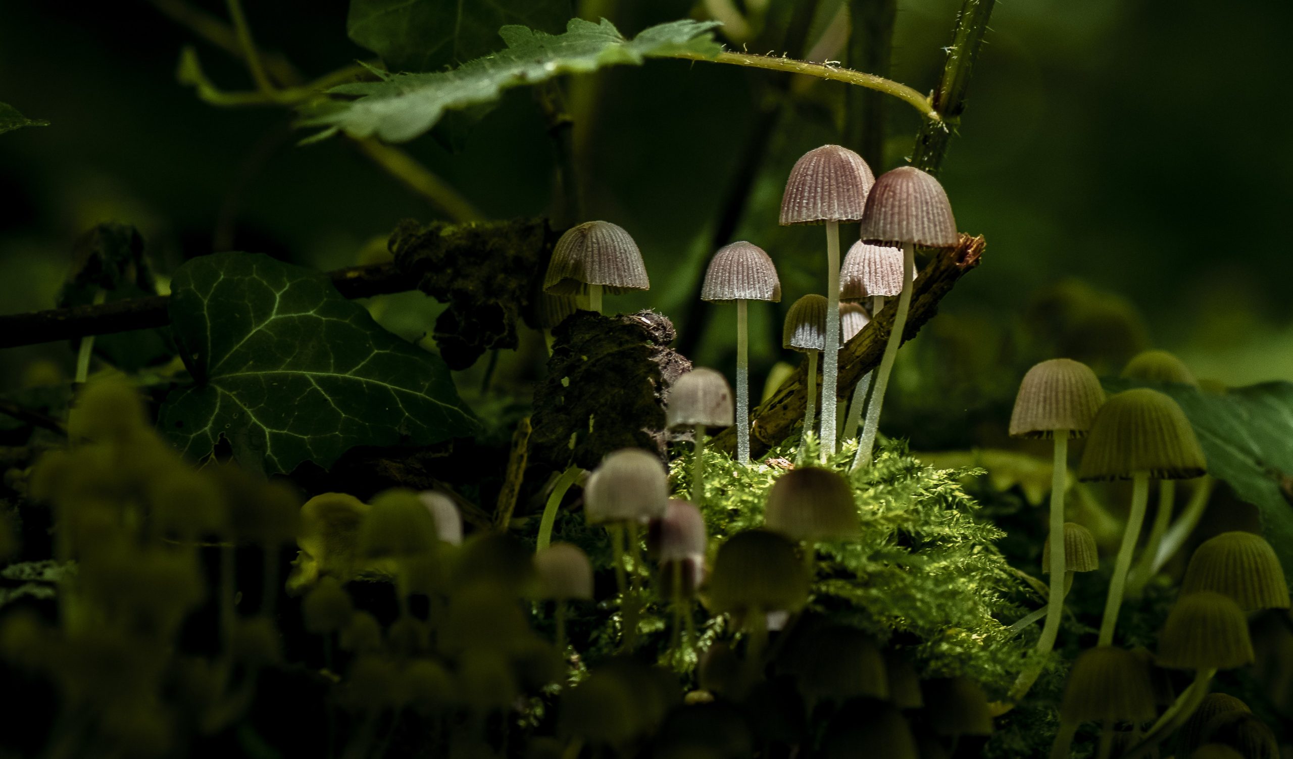 Micro balade entre champignons
