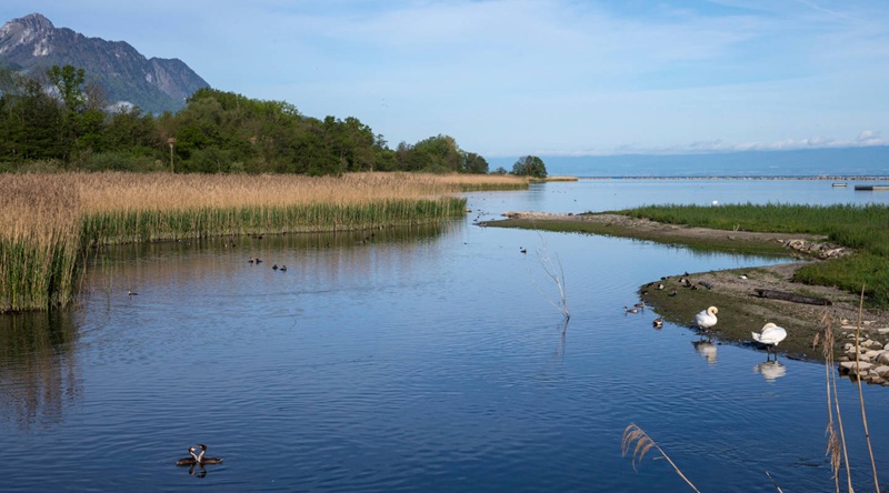 Sortie à la réserve naturelle des Grangettes