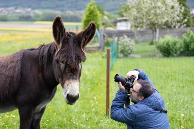 Shooting chevaux
