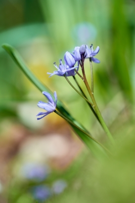 Scille à deux feuilles